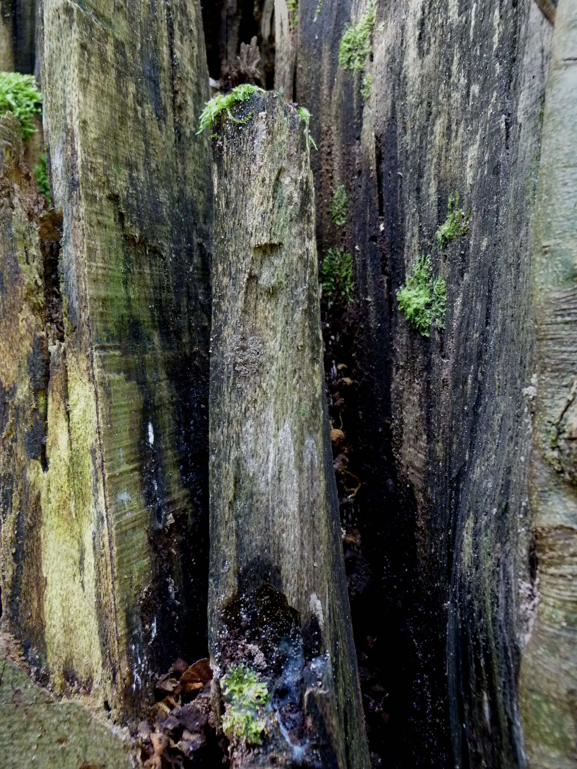 LaineWhitcomb/SharedWoods2resized.jpg